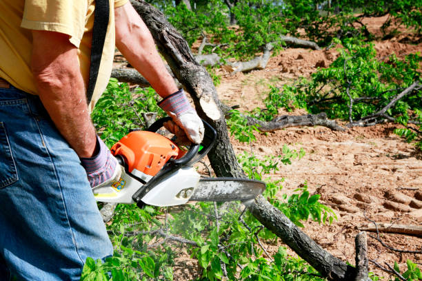 Reliable Fox River Grove, IL Tree Removal Solutions